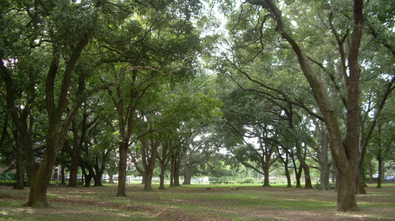 Photo of trees at Carolyn Wolff Park