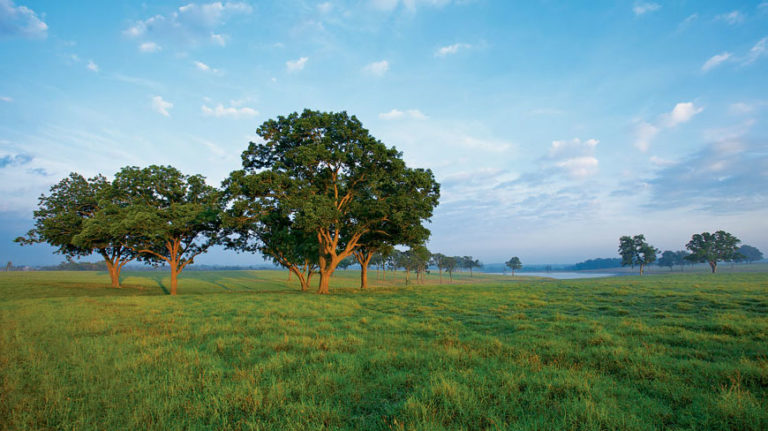 Photo of trees in Gates Ranch